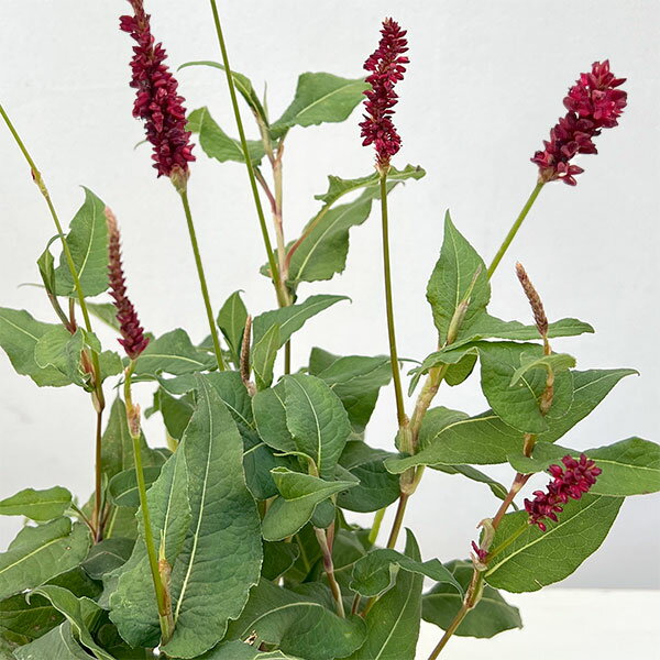 楽天市場】ペルシカリア 苗の通販