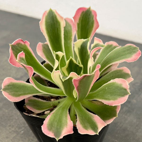 観葉植物/アエオニウム：リバーストーン 3.5号ポット