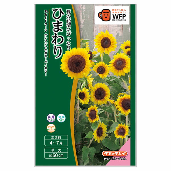 ヒマワリ：F1セミドワーフ オレンジマホガニーバイカラー[春～夏まき タキイ 花タネ]