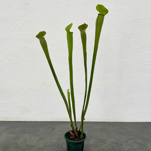 観葉植物/[棚卸セール]サラセニア：アラータ トール イエロー ピッチャー 3号ポット