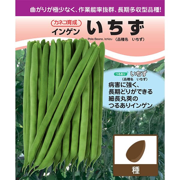 インゲン：長い間収穫できる つるありインゲン いちず[春・夏まき 野菜タネ]*