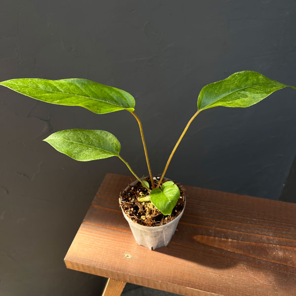 観葉植物/アンスリウム：フーケリー（斑入り）3号ネガミエル