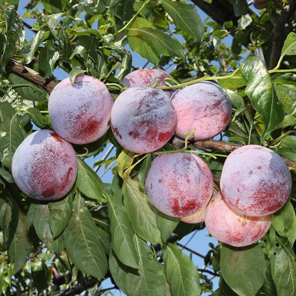 果樹の苗/スモモ(プラム）：ふかさわ4号ポット