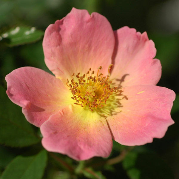 バラの苗/[送料無料]（わけあり特価）四季咲中輪バラ：レインボーノックアウト6号鉢植え