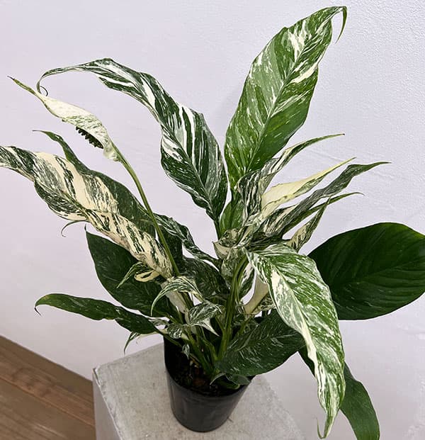 観葉植物/スパティフィラム：バリエガータ（白斑入り）　5.5号ポットのサムネイル