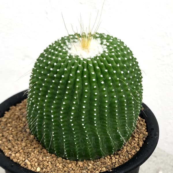 観葉植物/サボテン：パロジア無刺金...