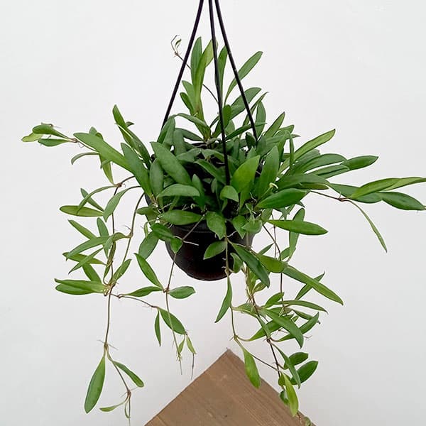 Rakuten - 観葉植物/ホヤ：ロヘリ 4号吊り鉢