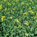 (わけあり特価)【有効期限25年04月】なたね(ナノハナ・菜の花):キザキノナタネ 0.2kg