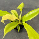 観葉植物/(わけあり特価)フィロデンドロン:ゴールデンクロコダイル 2.5号ポット