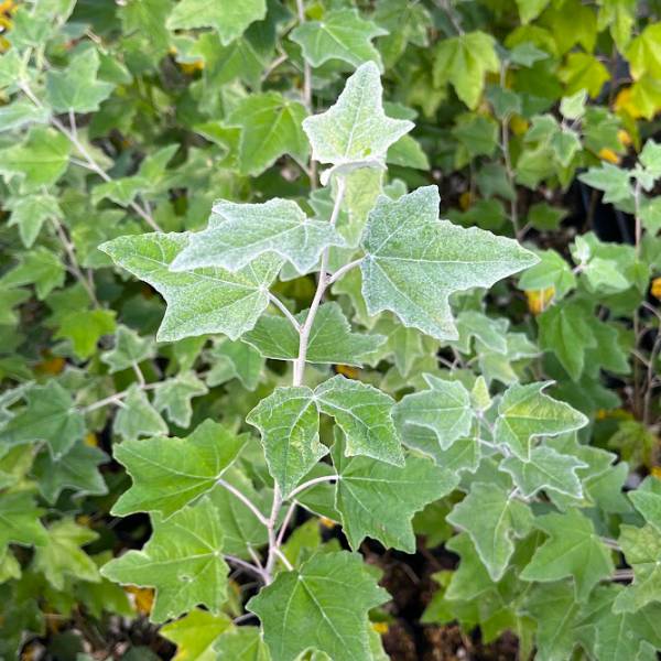 花木 庭木の苗/ギンドロ3.5号ポット