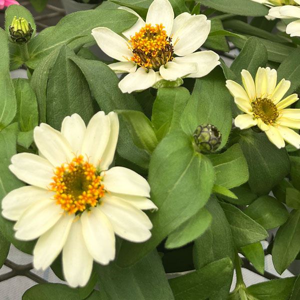 百日草（ジニア）：ベリーズ ホワイト（一重）[タキイ 花タネ]