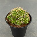 観葉植物/サボテン:マミラリア 狂刺琴糸丸 3.5号鉢植え
