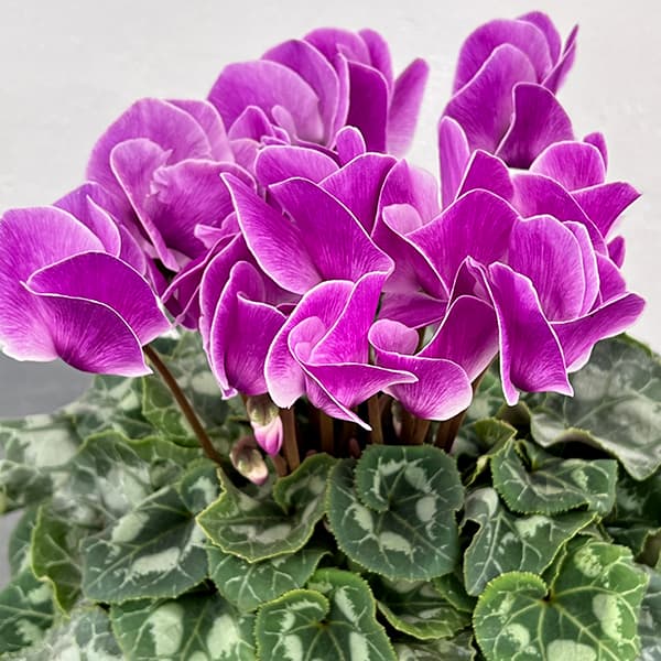 シクラメン：アンティラオ フォンシィー（シャワー系）5号鉢植え