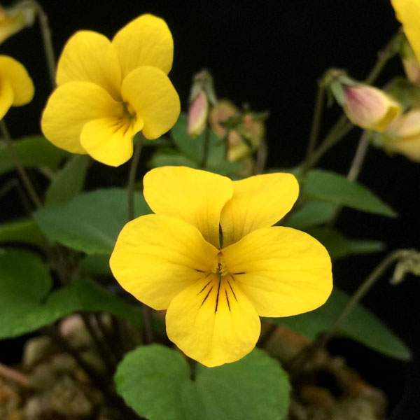 山野草の苗/スミレ：キスミレ（阿蘇産）2.5号ポット