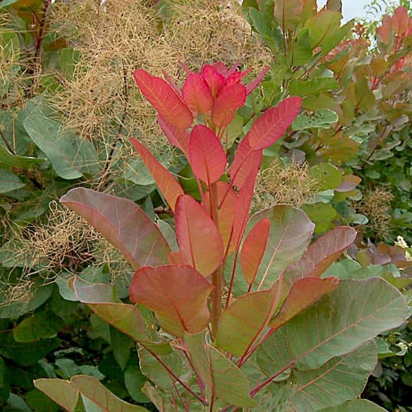 花木 庭木の苗/スモークツリー：オールドファッション7〜8号ポット