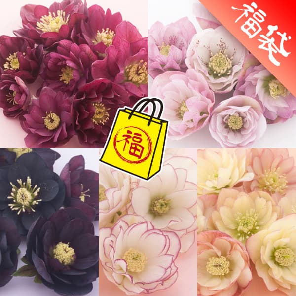 クリスマスローズ：松村ナーセリーさんのダブル5種セットのサムネイル