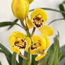 観葉植物/(わけあり特価)ワラン(和蘭):小虎(1花茎付) 4号鉢植え