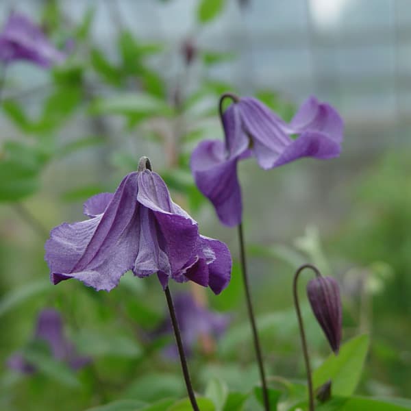 クレマチスの苗/クレマチス：エリオステモン3.5号ロングポット（インテグリフォリア系）