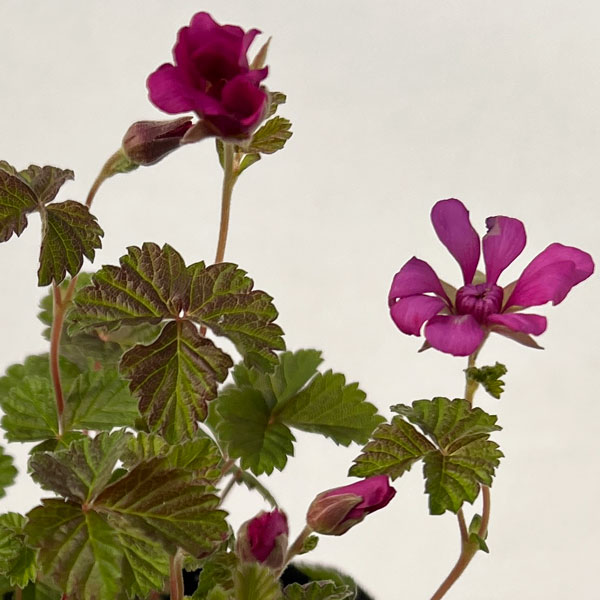 山野草の苗/ベニバナイチゴ：千島紅花イチゴ3号ポット