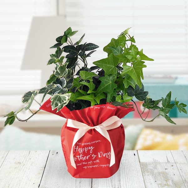 [送料無料][2026年 母の日ギフト][予約]ヘデラ：トリプルアイビー4号鉢