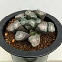 観葉植物/ハオルチア:福屋氏玉扇実生選抜 赤雲 3.5号ロング鉢24-01