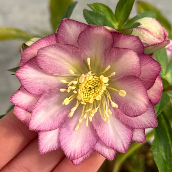 松村ナーセリーさんのクリスマスローズ：25-81ダブル5号ポット（開花〜咲き進み株）のサムネイル