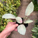 観葉植物/カラテア:ロゼア マノアブラッシュ 4号鉢植え