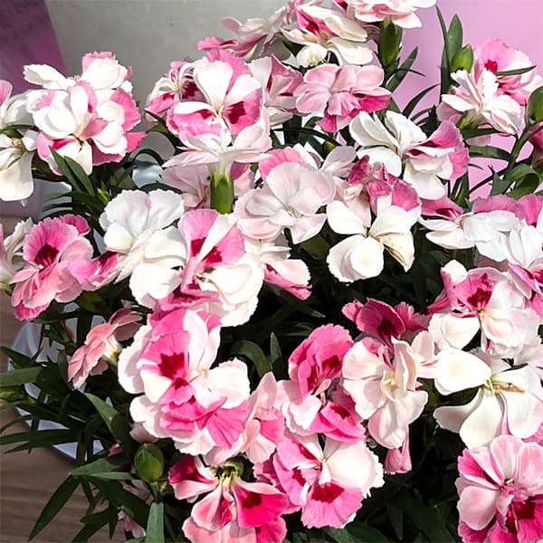 Carnation - 草花の苗/カーネーション：ピンク＆プラウド3号ポット