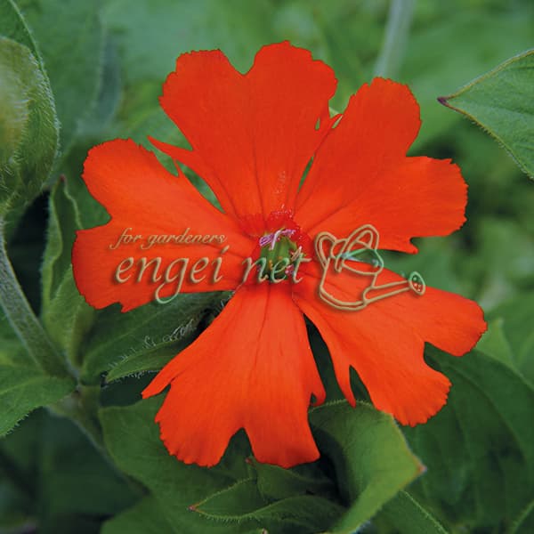 草花の苗/シレネ：ファイヤードラ�