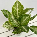 観葉植物/アグラオネマ:ミルキーウェイ 5号鉢植え