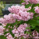 花木 庭木の苗/(わけあり特価)ウツギ(サラサウツギ):華衣(ハゴロモ)5号ポット