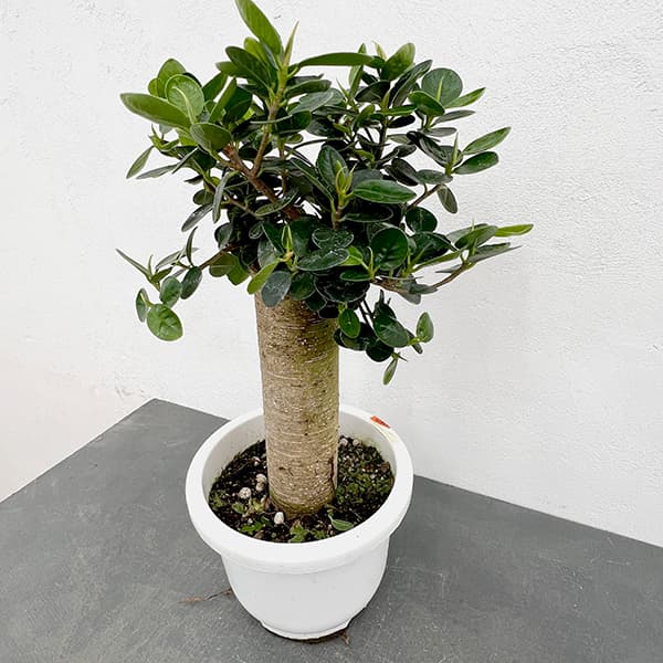 楽天市場】パンダガジュマル(サイズ(植木鉢)7 ~ 9号)の通販 楽天市場】パンダガジュマル(サイズ(植木鉢)7 ~ 9号)の通販