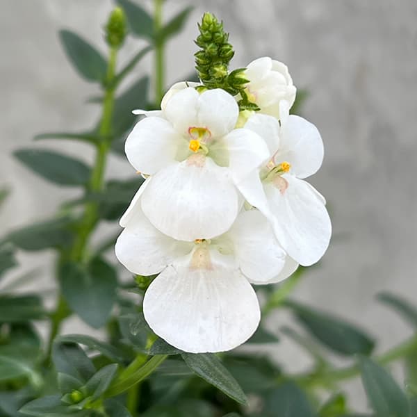 草花の苗/ディアスシア：トリニティ グレース3.5号ポット