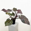 観葉植物/フィロデンドロン:オレンジプリンセス 5号鉢植え25-01