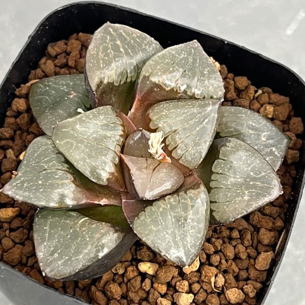 楽天市場】トロピカル（観葉植物｜花・観葉植物）：花・ガーデン・DIY