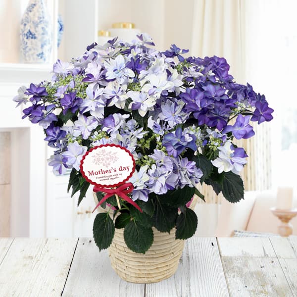 [送料無料][2026年 母の日ギフト][予約]アジサイ イズミチオリ（衣純千織）ブルー5号鉢植え[あじさい 母の日プレゼント]