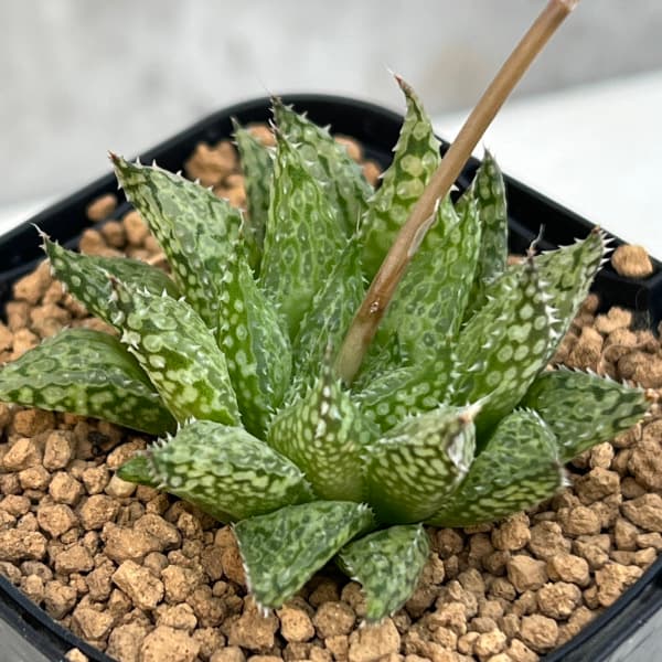 観葉植物/ハオルチア：ルプラニシフォーム 2.5号スクエア鉢