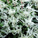 草花の苗/(わけあり特価)アルテルナンテラ:エンジェルレース3号ポット