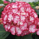 アジサイ:マジカルカラードリーム5号鉢植え
