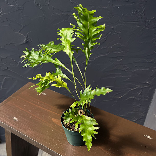 楽天市場】着生シダ（観葉植物｜花・観葉植物）：花・ガーデン・DIYの通販