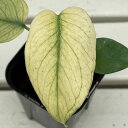 観葉植物/モンステラ:ホワイトモンスター 3号鉢植え