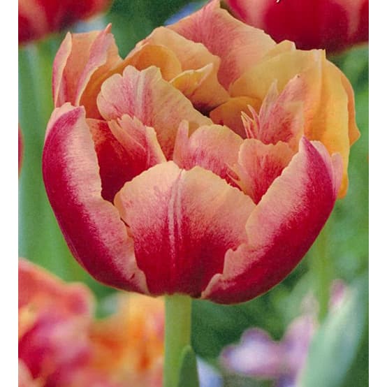 球根/チューリップ（八重咲き）：ベロナサンライズ3球入り（DE）（早咲き）のサムネイル