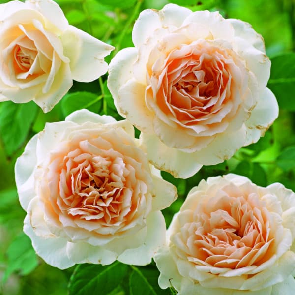 楽天市場】ハークネスローズの通販