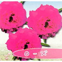 草花の苗/マツバボタン:小輪八重 ローズ3.5号ポット