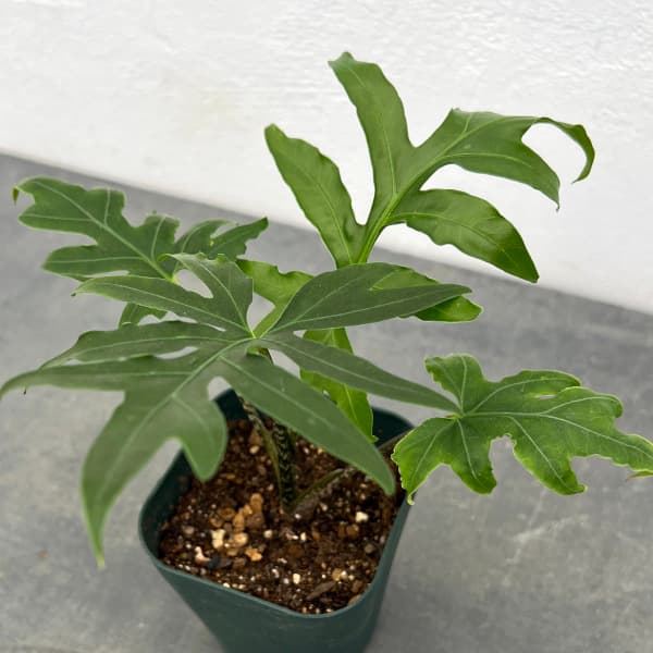 観葉植物/（わけあり特価）アロカシア：ブランキフォリア ピンクパッション 3号ポット