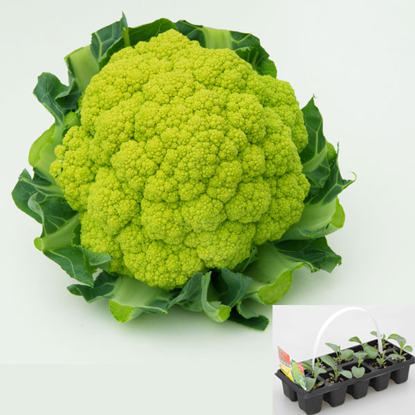 商品画像3