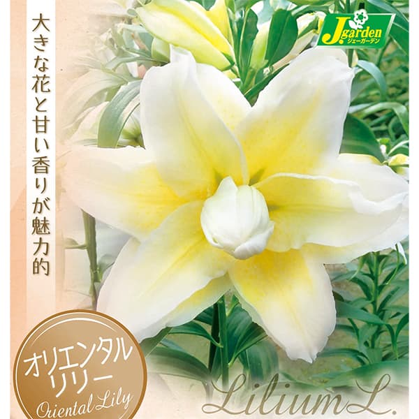 球根/ユリ：八重咲きオリエンタルリリー　 ルドビナ1球入り