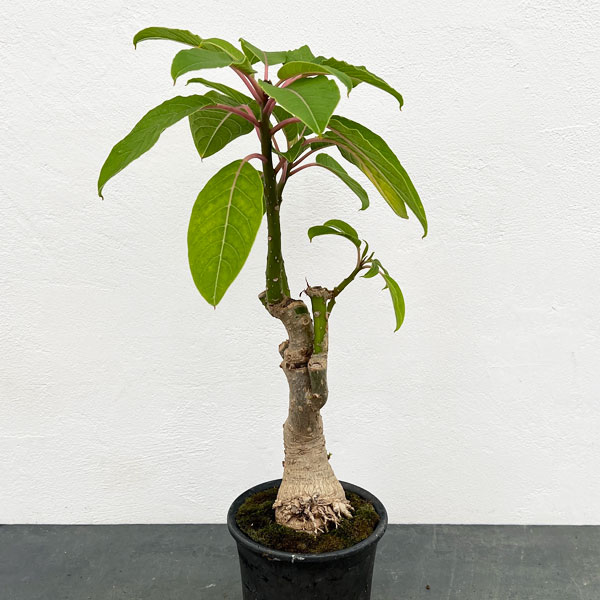 Rakuten - 観葉植物/オンブー（塊根仕立て）4号鉢植え 25-02