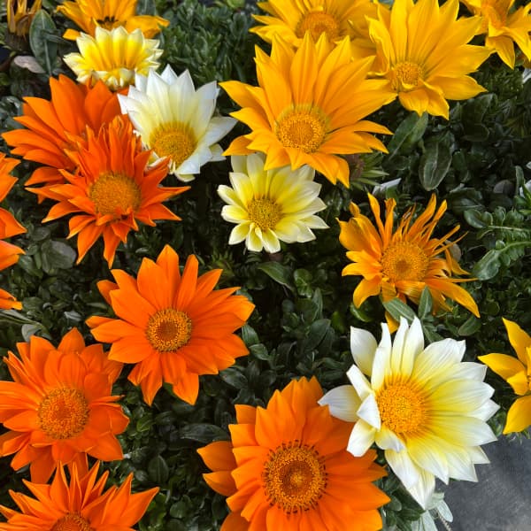 楽天市場】ガザニア 苗の通販