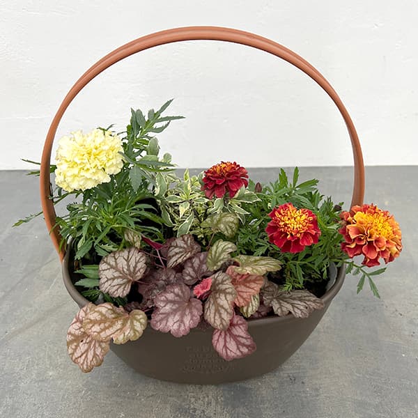 Rakuten - 草花の苗/季節のミニ寄せ植え：マリーゴールド （わい性）ホワイトバニラ（ワンハンドプランター・ブラウン）